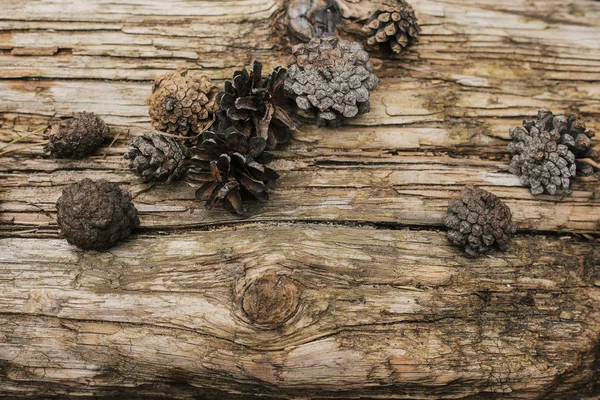 Kegel auf einer Holzoberfläche. Holzstruktur. Hintergrund. Naturkulisse. — Stockfoto