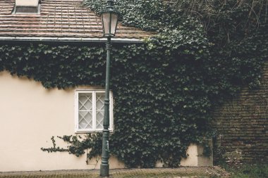 Evin Ivy bir fener ile kaplıdır. Hradcany Prag bölgesinde - Europe Çek Cumhuriyeti başkenti Cerninska sokakta geleneksel Çek sıradışı güzel evde.