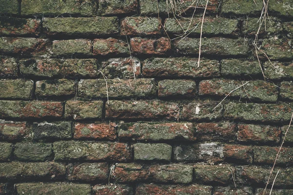 Oude bakstenen muur bedekt met mos achtergrond. — Stockfoto