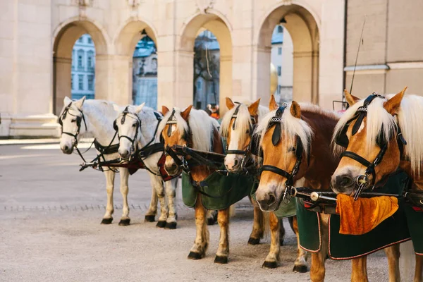 Caballo. Entretenimiento de turistas (paseos a caballo) en la ciudad austriaca de Salzburgo, ciudad natal de Mozart. Vacaciones, vacaciones, atracciones . — Foto de Stock
