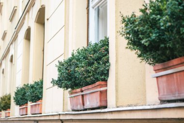 Penceresinin dışında çıkıntı üzerinde dekoratif bitkiler ile dış yetiştiricilerinin.