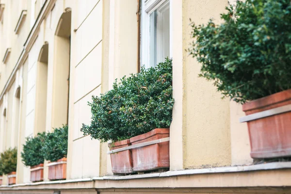 Penceresinin dışında çıkıntı üzerinde dekoratif bitkiler ile dış yetiştiricilerinin.