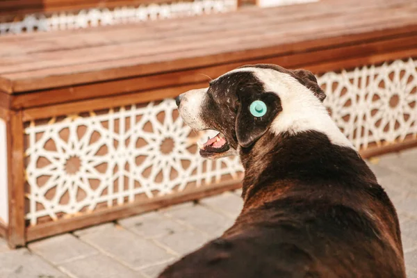 Собака з чип-імплантатом на вухо . — стокове фото