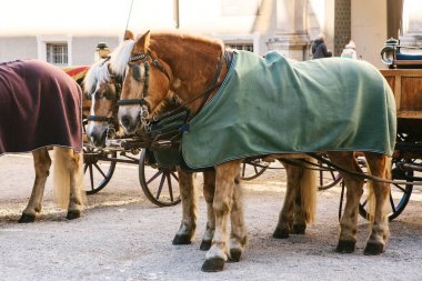 Avusturya Salzburg ana kare üzerinde kışın vagonlar atlarla. Eğlence turist, At Binme. Tatil, gezi.