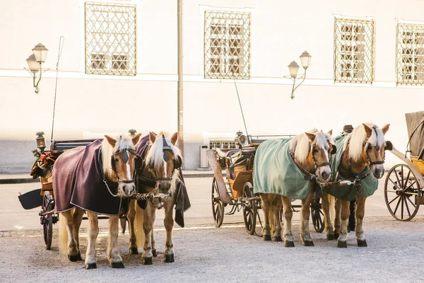 Avusturya Salzburg ana kare üzerinde kışın vagonlar atlarla. Eğlence turist, At Binme. Tatil, gezi.