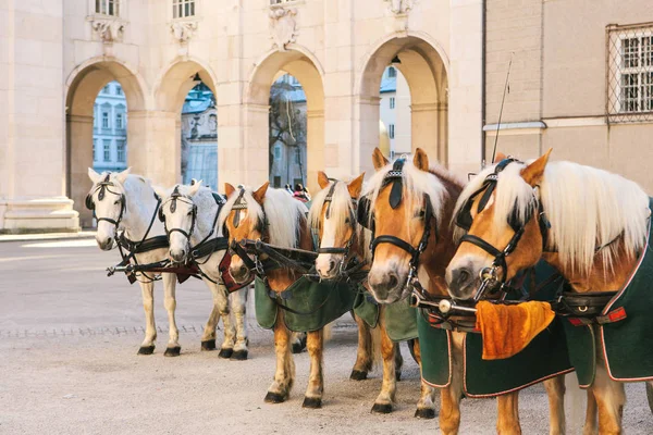 Avusturya Salzburg ana kare üzerinde kışın vagonlar atlarla. Eğlence turist, At Binme. Tatil, gezi.