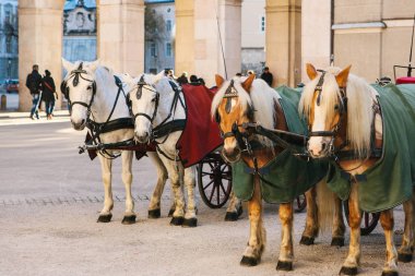 Avusturya Salzburg ana kare üzerinde kışın vagonlar atlarla. Eğlence turist, At Binme. Tatil, gezi.