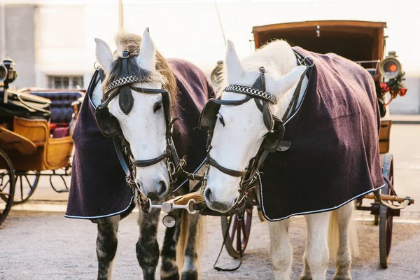 Avusturya Salzburg ana kare üzerinde kışın vagonlar atlarla. Eğlence turist, At Binme. Tatil, gezi.