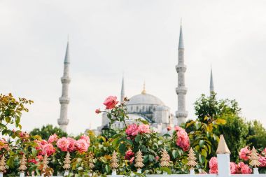 Dünyaca ünlü Sultanahmet Camii Istanbul'da Sultanahmet denir. Türkiye. Seçici odak çiçek üzerinde. Arka planda bulanık Sultanahmet Camii.