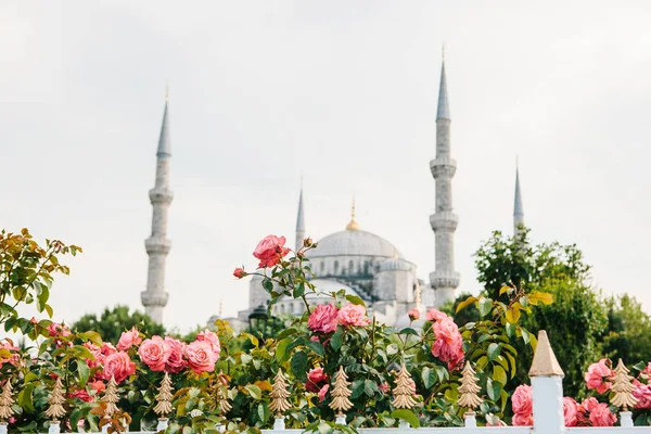 A mundialmente famosa Mesquita Azul de Istambul também é chamada de Sultanahmet. A Turquia. Foco seletivo em flores. Mesquita azul borrada no fundo . — Fotografia de Stock
