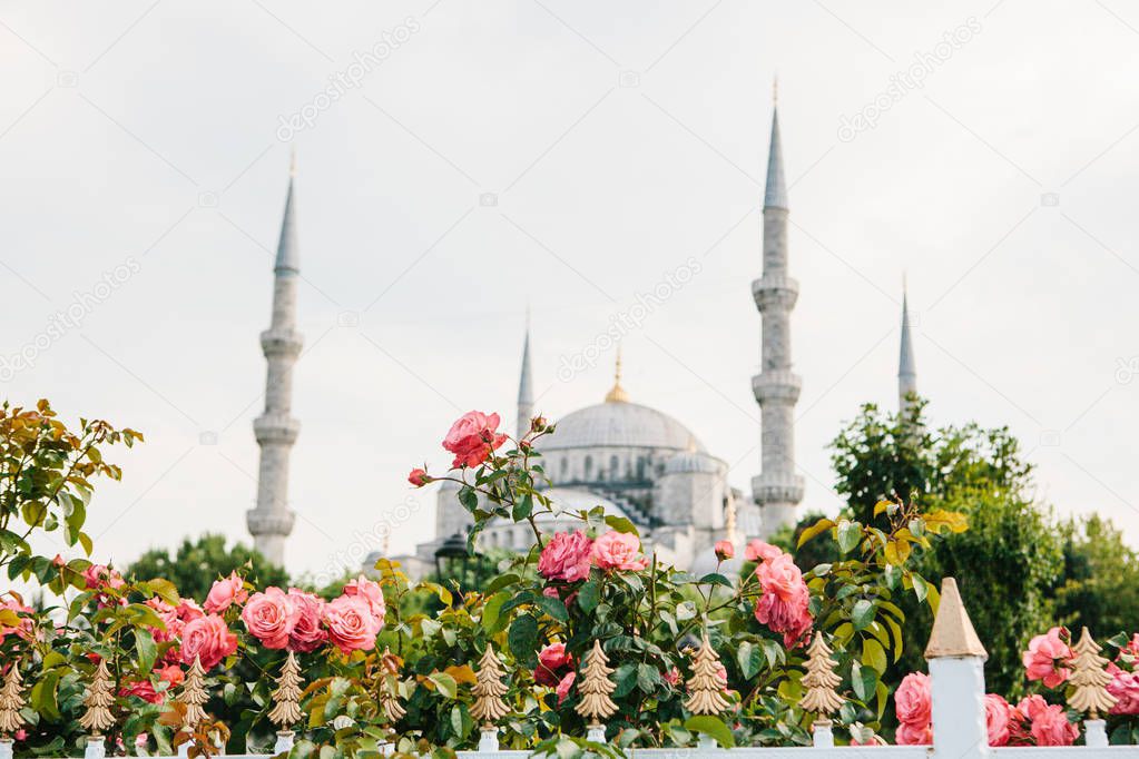 The world-famous Blue Mosque in Istanbul is also called Sultanahmet. Turkey. Selective focus on flowers. Blue Mosque blurred in the background.