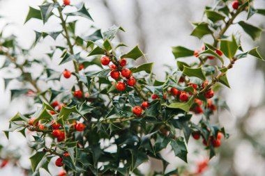 Noel simgesi Avrupa'da. Soğuk kış havalarda ağacındaki holly acicular - güzel kırmızı meyveler ve keskin Close-Up bırakır.