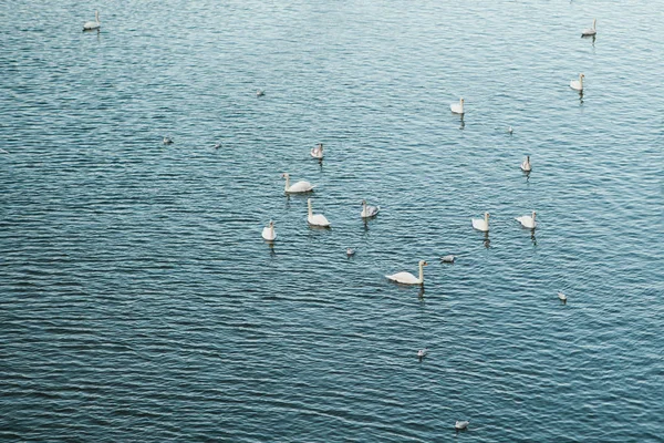 Los cisnes y sus crías flotan en el río —  Fotos de Stock