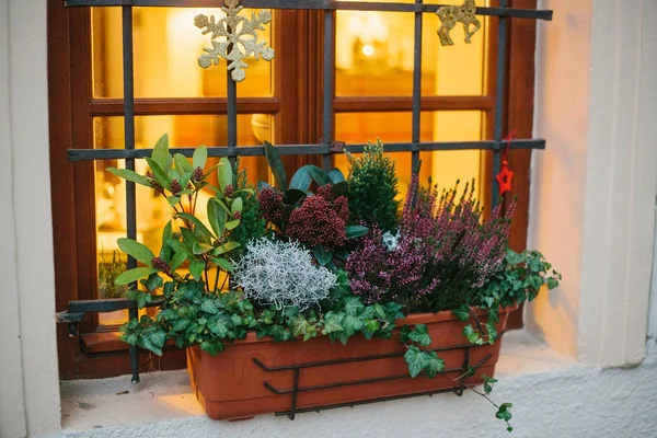 Maceta de hermosas plantas fuera de la ventana de la casa, decorada con atributos navideños: copos de nieve, estrellas y ciervos . —  Fotos de Stock