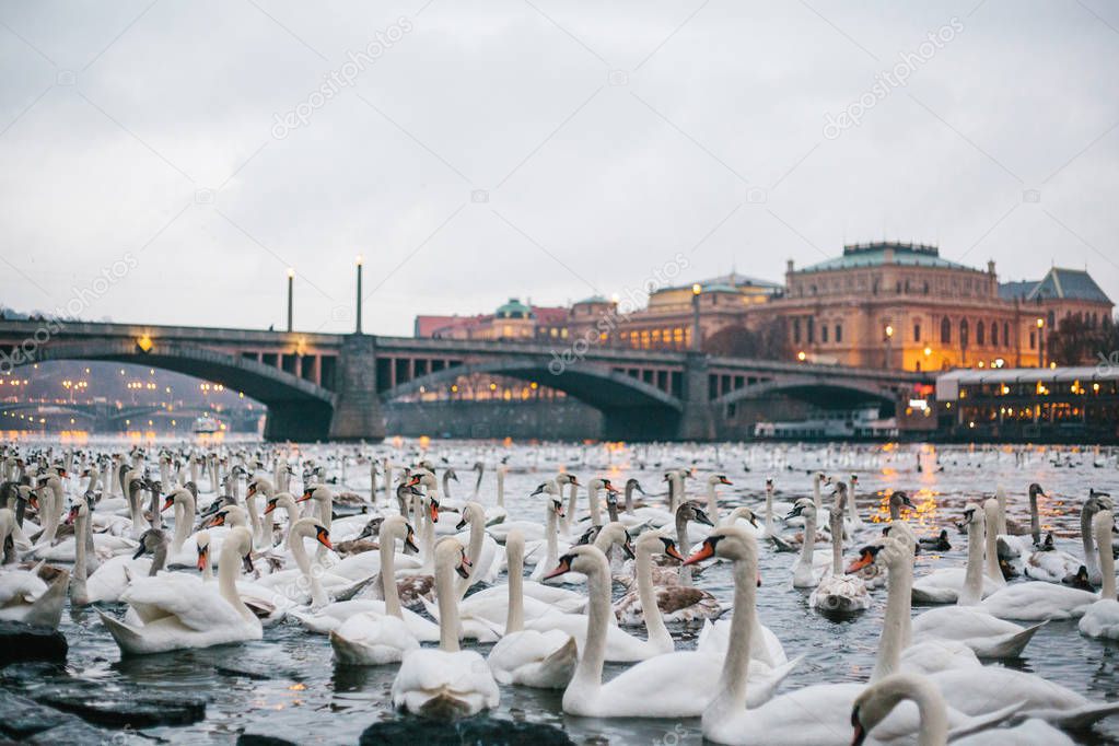 Swans swim along the river in Prague