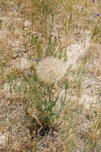 Schöner flauschiger weißer Löwenzahn wächst auf dem Boden in der Mitte des Feldes — Stockfoto