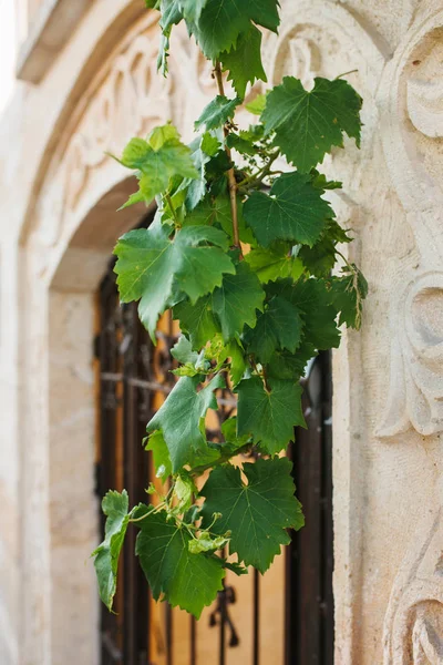 Gyönyörű zöld levelek dekoratív szőlő felfüggeszt, utcai rácsos ajtó a féldombormű falon a háttérben. — Stock Fotó