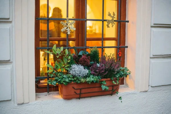 Topf mit schönen Pflanzen vor dem Fenster des Hauses, weihnachtlich dekoriert - Schneeflocken, Sterne und Hirsche. — Stockfoto