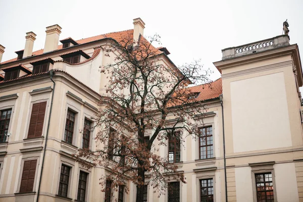 Traditionele gevel van gebouwen, buitenkant van gebouwen in Praag. Close-up van de mooie historische gebouw. Volgende boom zonder bladeren in de late herfst. — Stockfoto