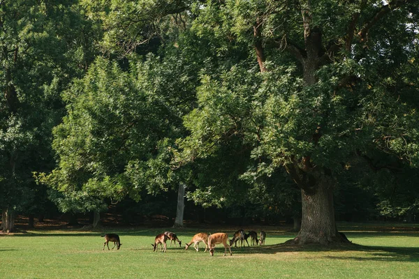 Молоді оленячі прогулянки парком — стокове фото
