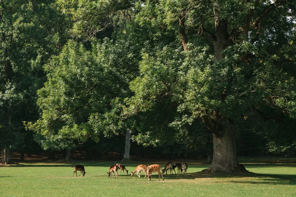 젊은 알 deers 공원 안내 — 스톡 사진