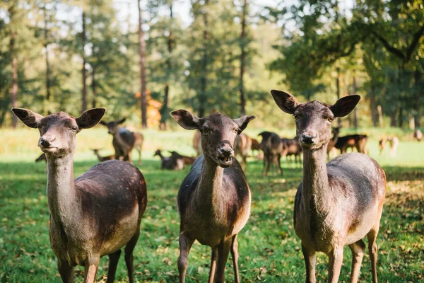 Drei wunderschöne neugierige Rehe im Park — Stockfoto