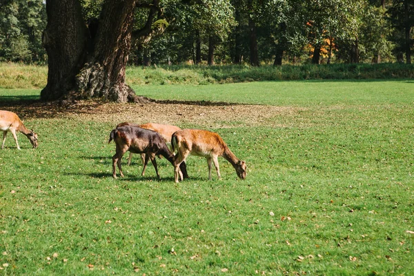 Unga roe-hjortar promenad genom parken — Stockfoto