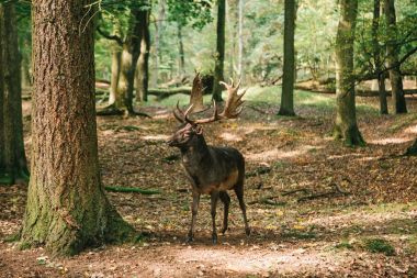 Dallı boynuzları olan güzel geyik