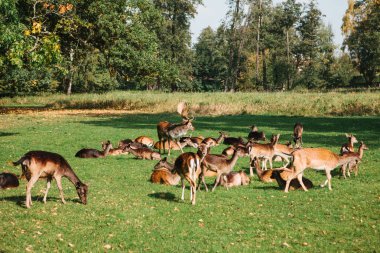 Bir grup genç geyik bir orman ağaçları yanında yeşil bir sıcak güneşli çayırda size yürür