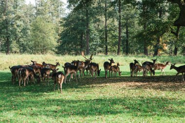 Bir grup genç geyik bir orman ağaçları yanında yeşil bir sıcak güneşli çayırda size yürür