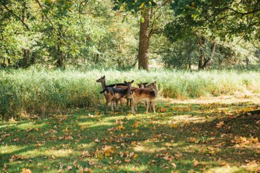 Bir grup genç geyik bir orman ağaçları yanında yeşil bir sıcak güneşli çayırda size yürür