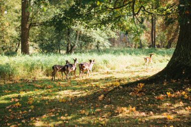 Bir grup genç geyik bir orman ağaçları yanında yeşil bir sıcak güneşli çayırda size yürür
