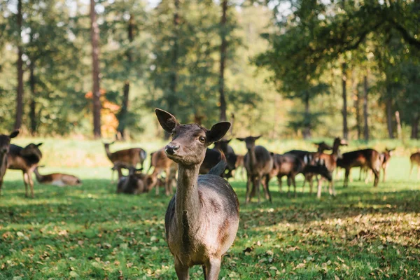 En grupp unga rådjur går igenom en varm grön solig äng i en skog intill träden — Stockfoto