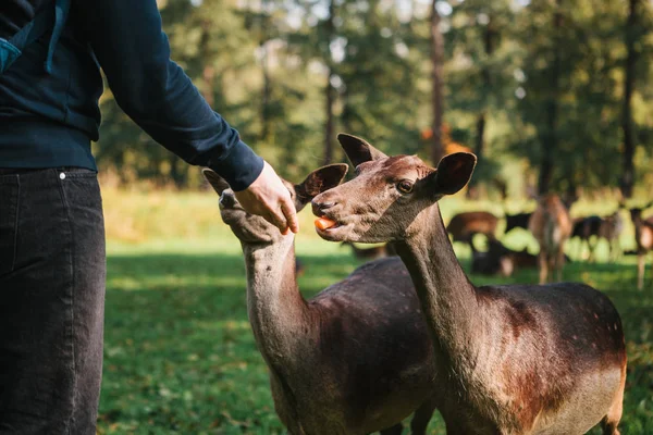 Un voluntario alimenta a un ciervo salvaje en el bosque. Cuidado de los animales . — Foto de Stock