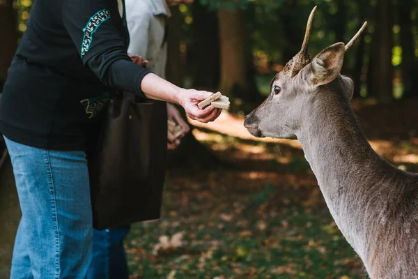 A volunteer feeds a wild deers in the forest. Caring for animals.