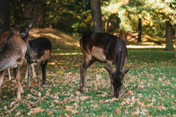 Un grupo de jóvenes ciervos camina a través de un cálido prado verde soleado en un bosque junto a los árboles — Foto de Stock