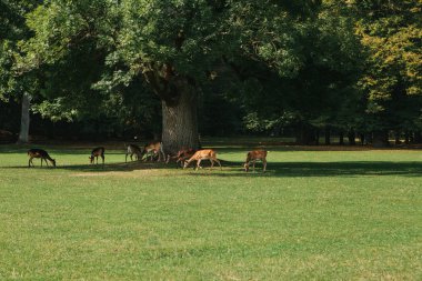 Bir grup genç geyik bir orman ağaçları yanında yeşil bir sıcak güneşli çayırda size yürür