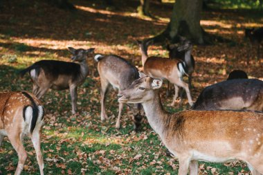 Bir grup genç geyik bir orman ağaçları yanında yeşil bir sıcak güneşli çayırda size yürür