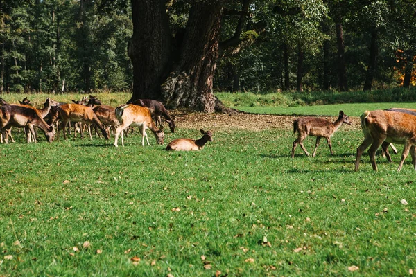 Een groep van jonge herten doorloopt een warme groene zonnige weide in een bos naast de bomen — Stockfoto