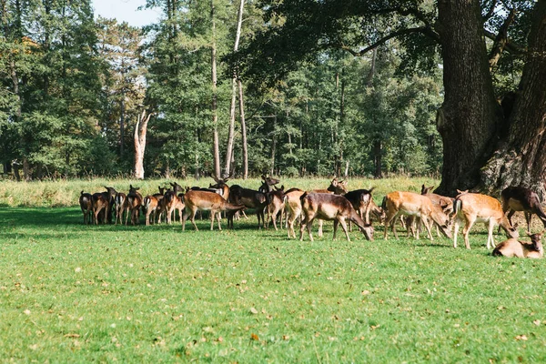 Un grupo de jóvenes ciervos camina a través de un cálido prado verde soleado en un bosque junto a los árboles — Foto de Stock