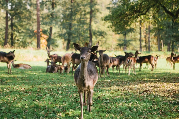 一群年轻的鹿穿过一个温暖的绿色阳光的草地在森林旁边的树林 — 图库照片
