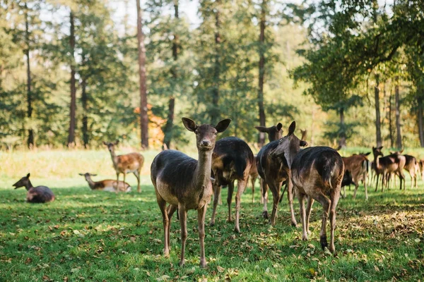 Um grupo de cervos jovens caminha através de um prado ensolarado verde quente em uma floresta ao lado das árvores — Fotografia de Stock