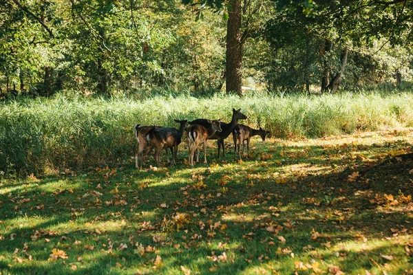 En grupp unga rådjur går igenom en varm grön solig äng i en skog intill träden — Stockfoto