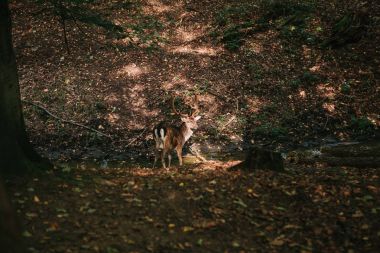Güzel vahşi geyik boynuzları sonbahar ormandaki ağaçların arasında.