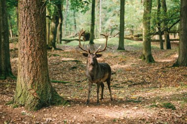 Güzel vahşi geyik boynuzları sonbahar ormandaki ağaçların arasında.