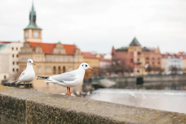 Prag'da Vltava Nehri yanındaki sahildeki martılar otur. Geleneksel Çek mimari arka planda bulanık. — Stok fotoğraf