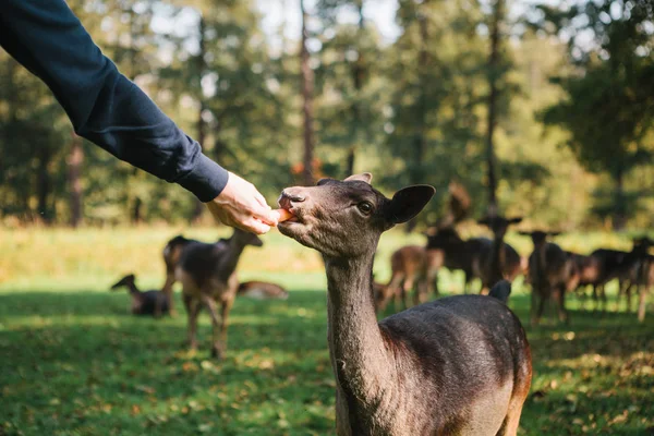 A volunteer feeds a wild deer in the forest. Caring for animals.