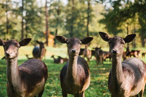 Funny animals in a natural habitat. Three beautiful curious roes stand in the background of blurry herd in sunny autumn park and looking in to the camera. Funny animals.