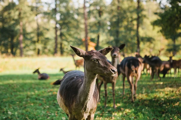 En grupp unga rådjur går igenom en varm grön solig äng i en skog intill träden. En ung hjort i en livsmiljö i förgrunden. — Stockfoto