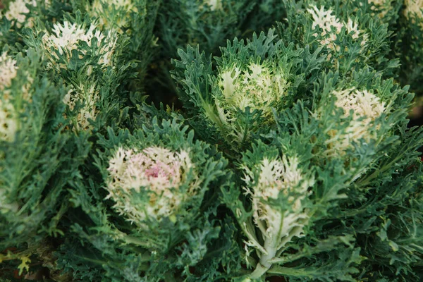 Unusual flowers. Sale of flowers called ornamental cabbage.